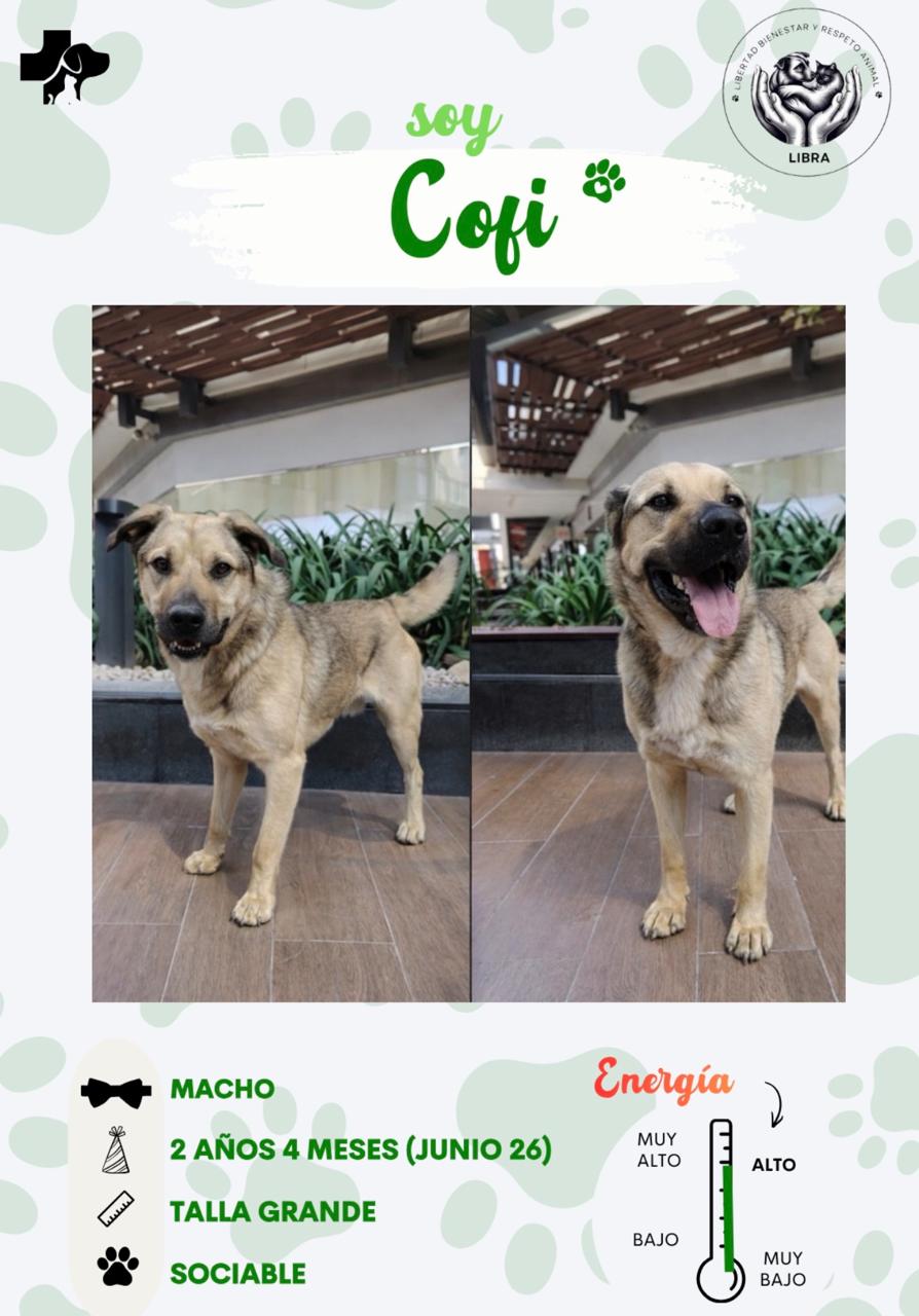 Perro en adopción: Cofi