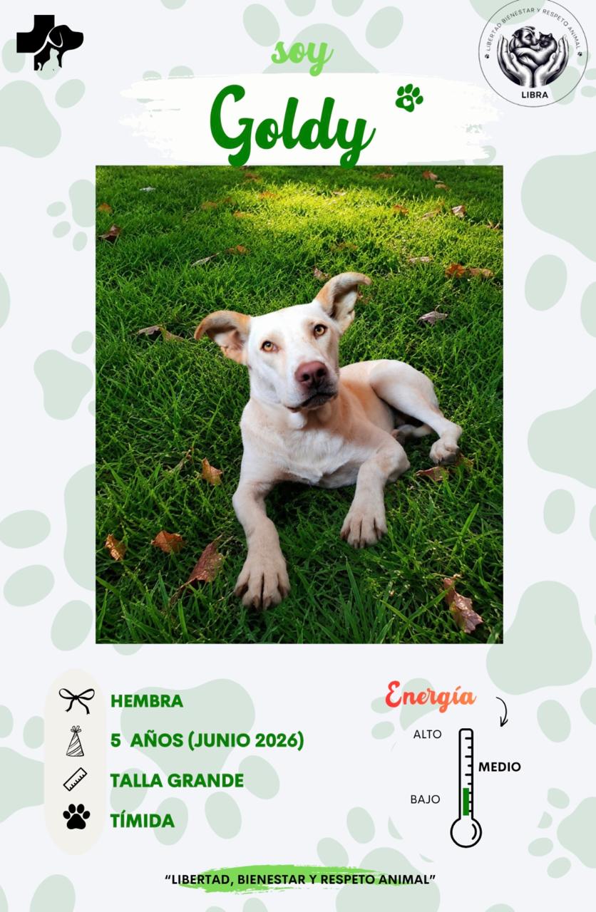 Perro en adopción: Goldy