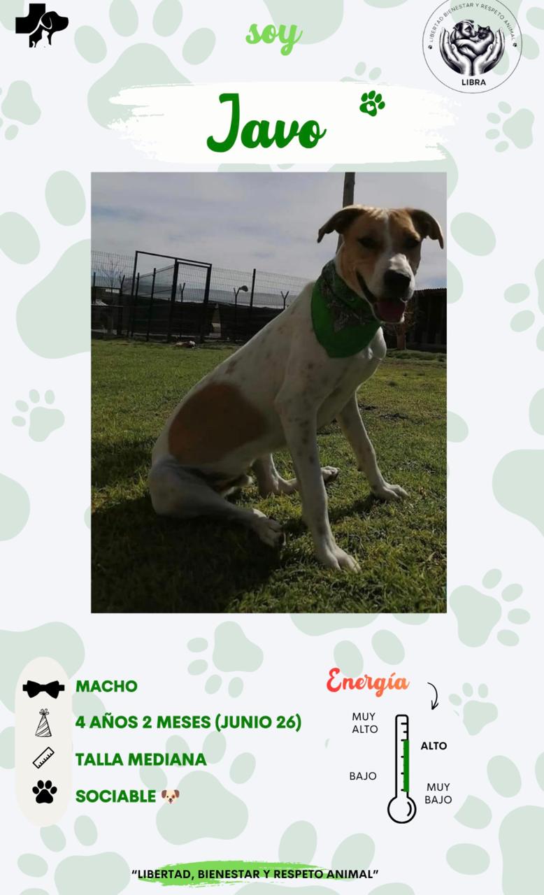 Perro en adopción: Javo