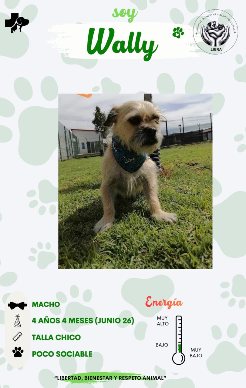 Perro en adopción: Wally