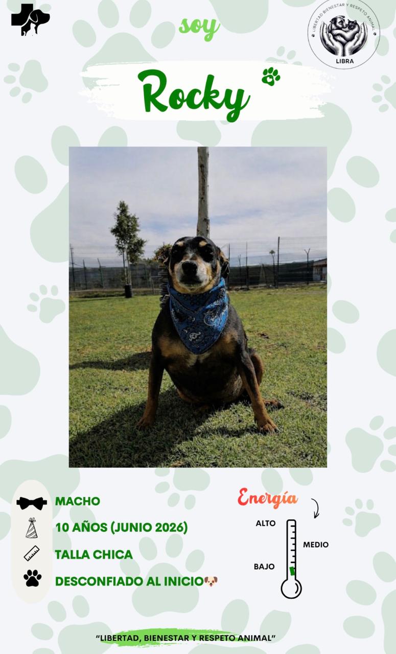 Perro en adopción: Rocky