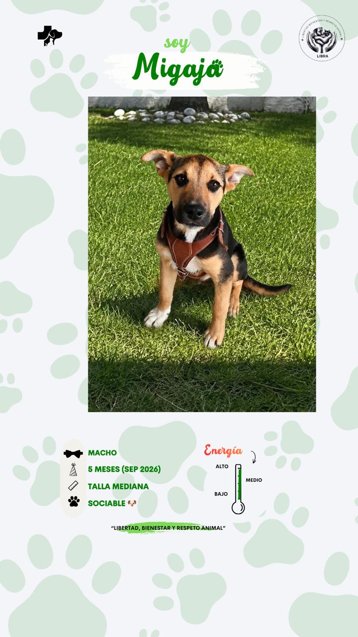 Perro en adopción: Migaja