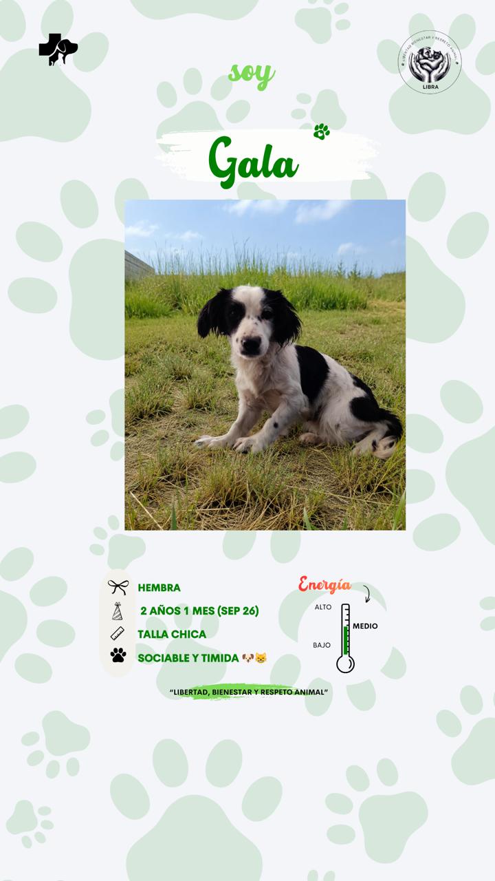 Perro en adopción: Gala
