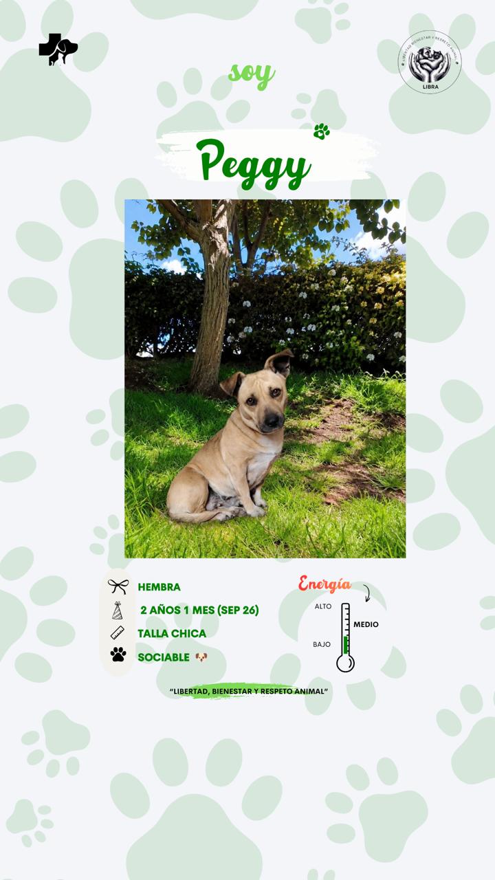 Perro en adopción: Peggy
