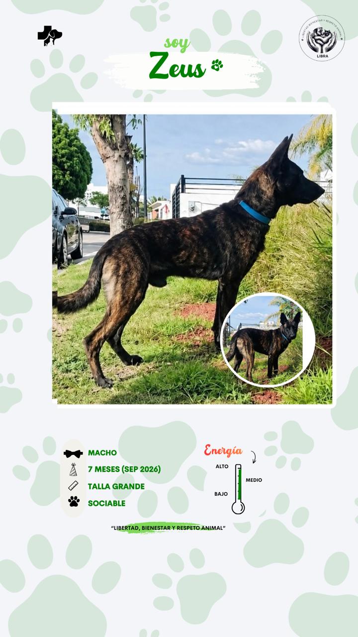Perro en adopción: Zeus 2