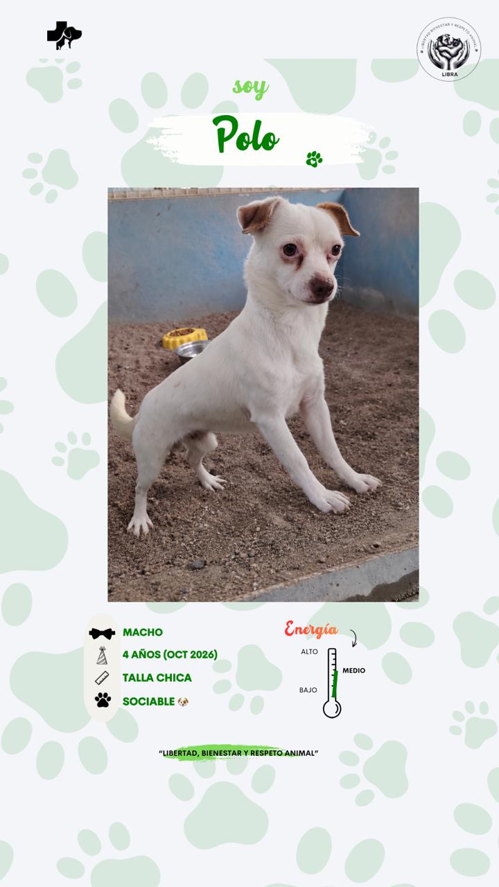 Perro en adopción: Polo